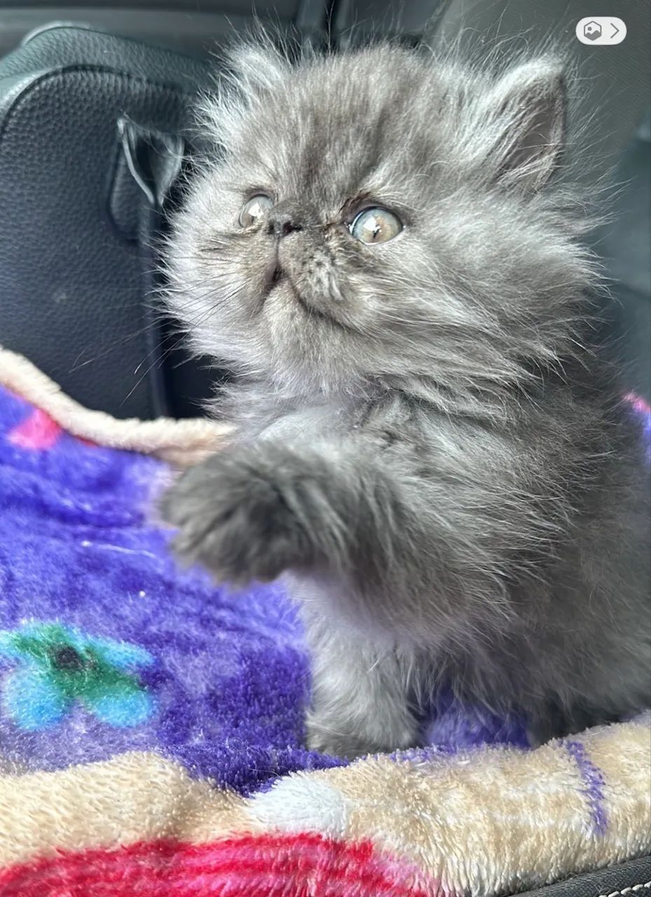 Gato Persa Fêmea  - Foto 2