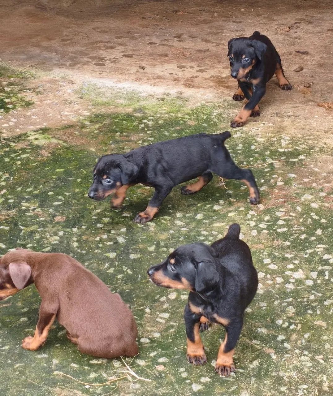 Filhotes de Dobermann  - Foto 5