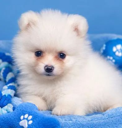 BB LINDO SPITZ ALEMÃO  - Foto 3