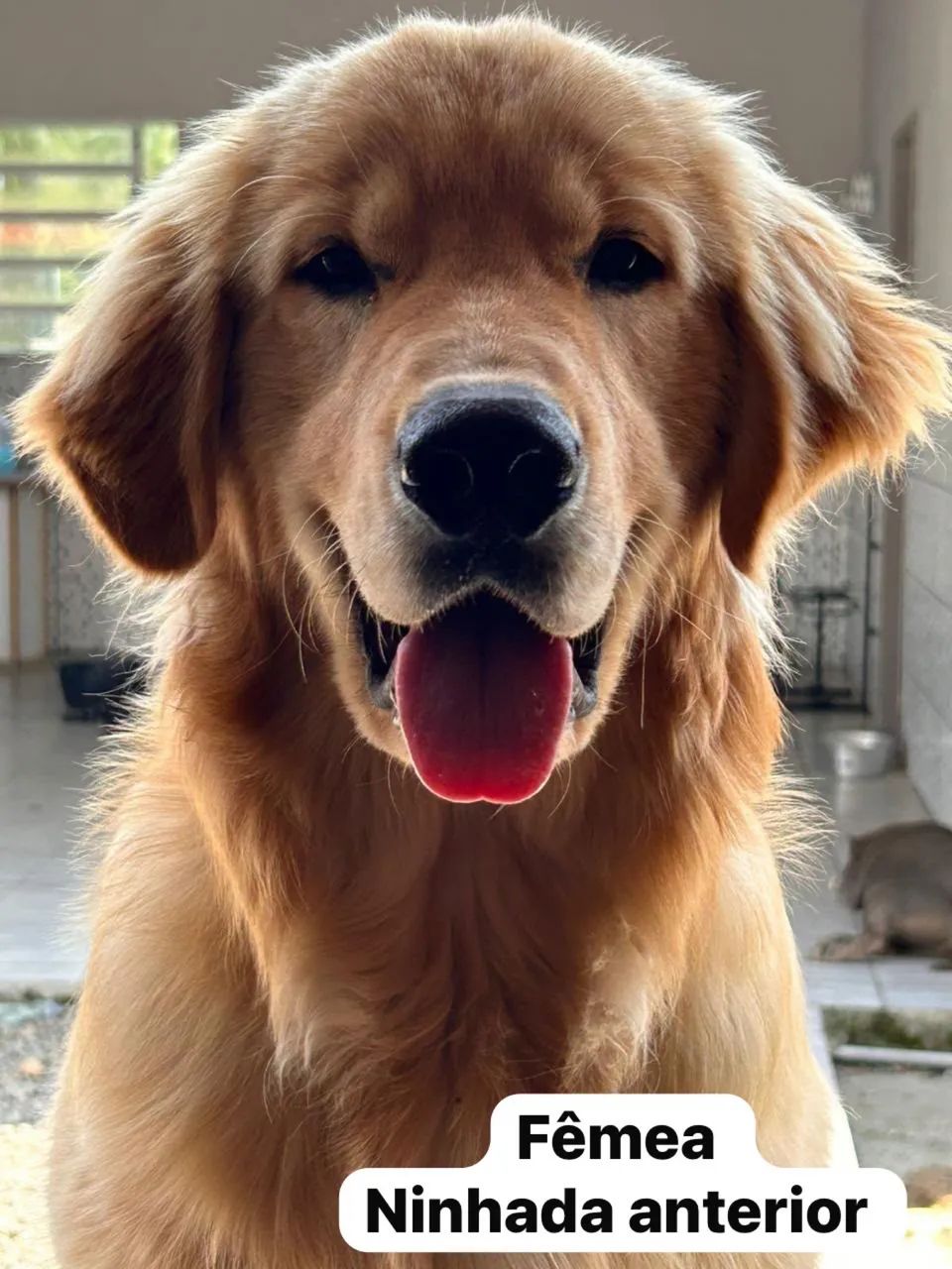 Golden Retriever/ Último macho da ninhada  - Foto 4