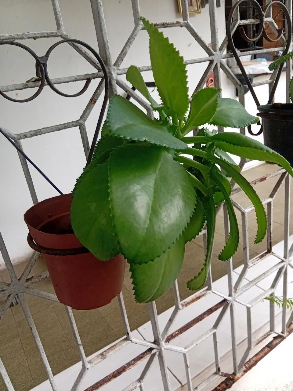 Muda de planta no vaso - Foto 2