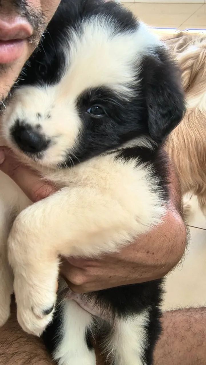 Bodercollie filhotes  - Foto 5