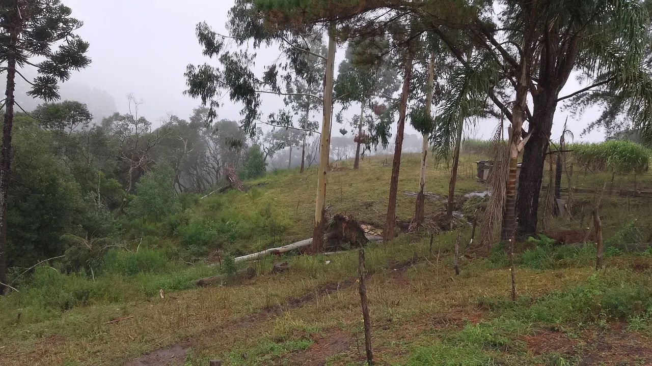 Foto - Piên - 