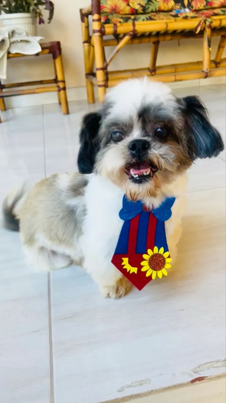 Adoção Responsabilidade Shihtzu - Foto 2