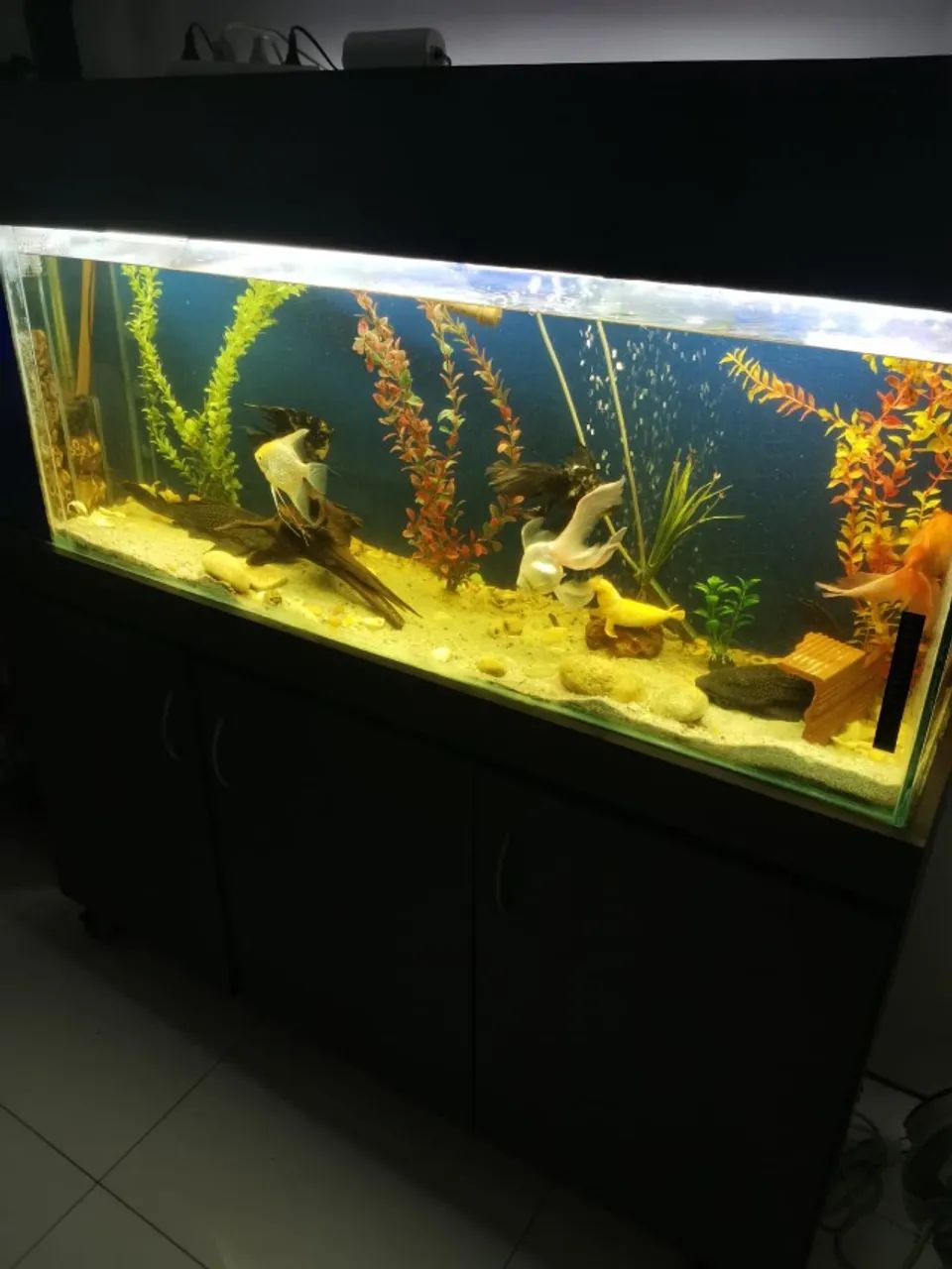 conjunto de aquário