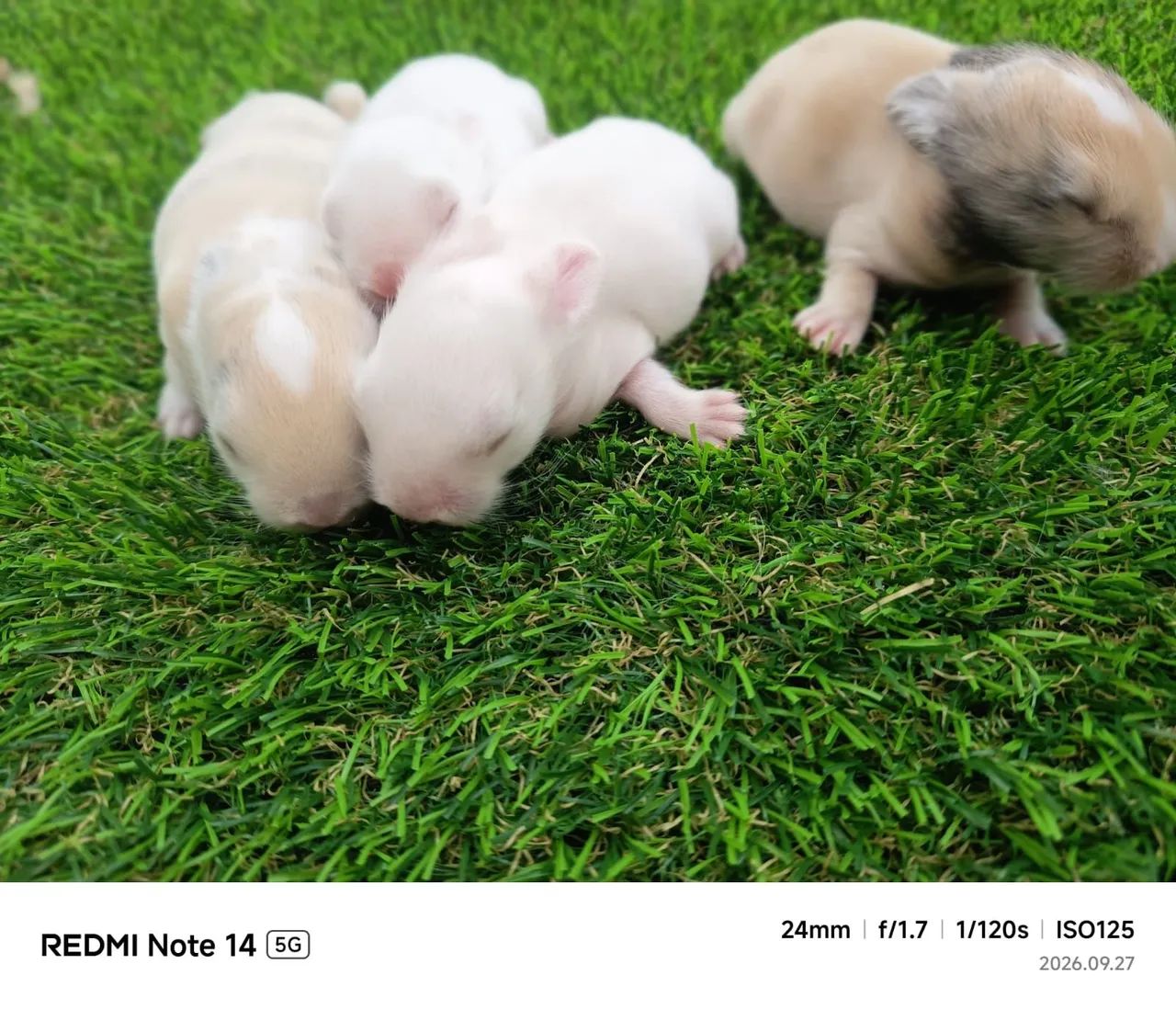 Mini lope  - Foto 4