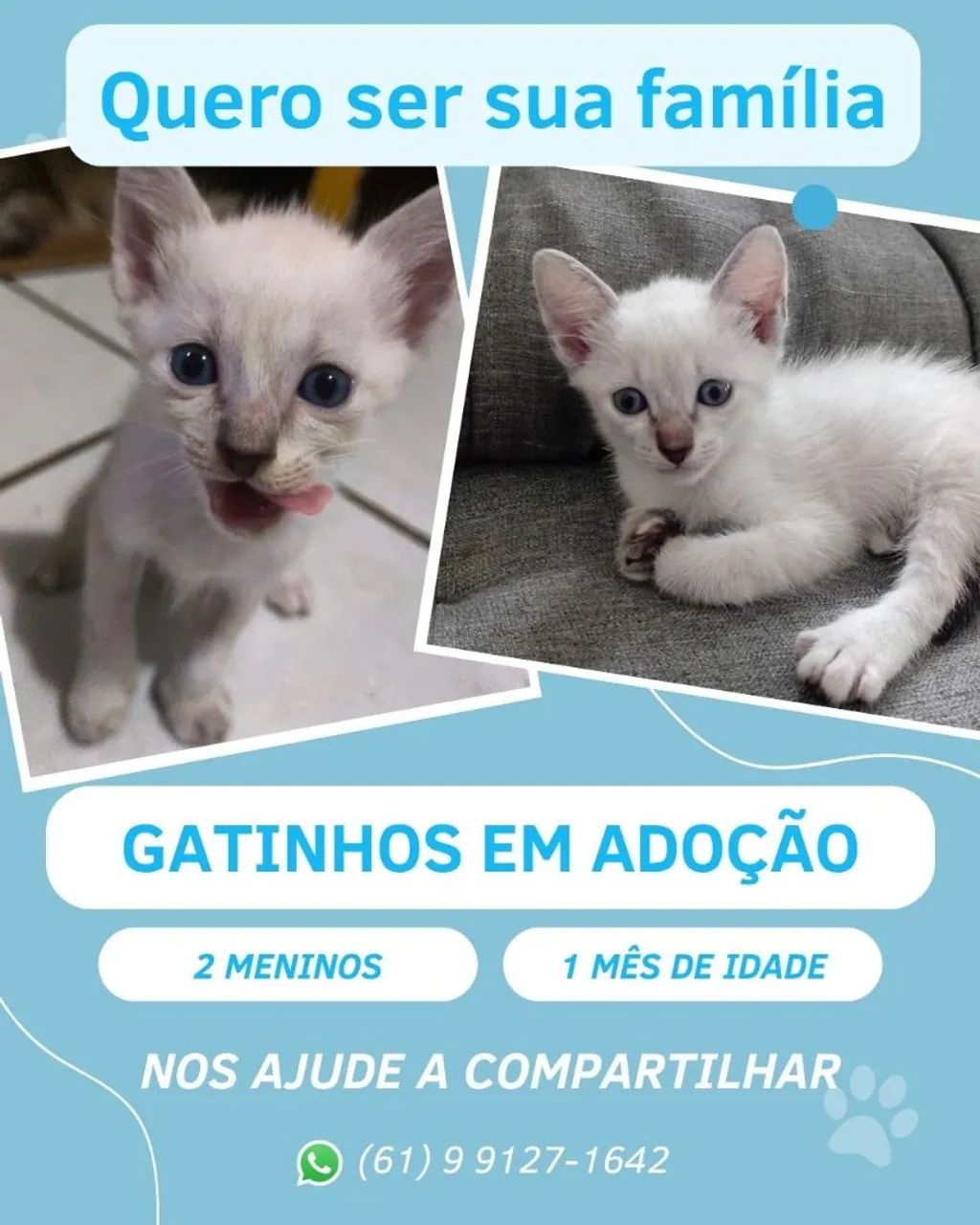 Gatinhos para Adoção