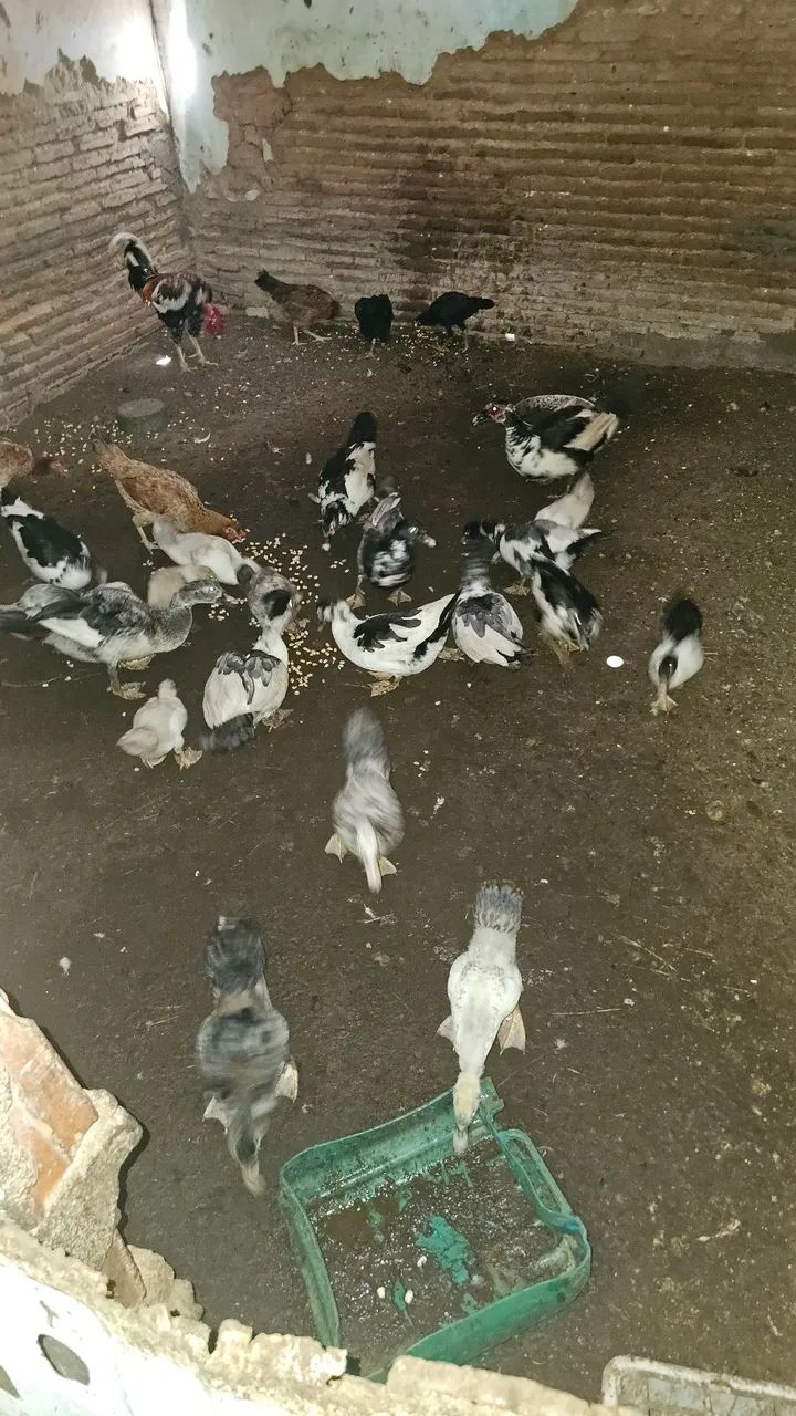 Patos para vender - Foto 2