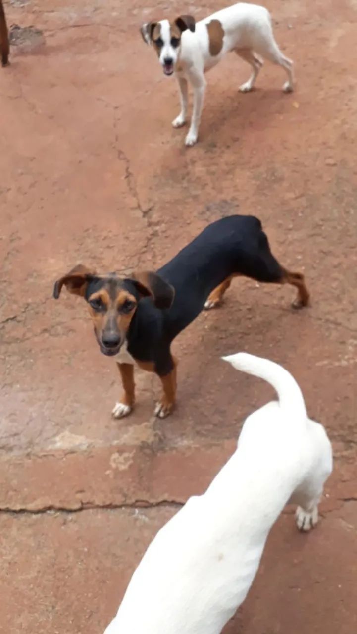 Pets para adoção ONG Goianira  - Foto 3