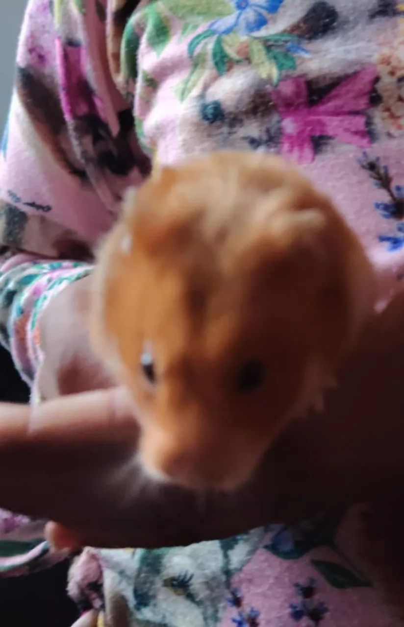 DOAÇÃO HAMSTER - Foto 4