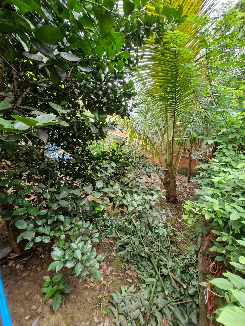 Foto - Rio de Janeiro - Santíssimo