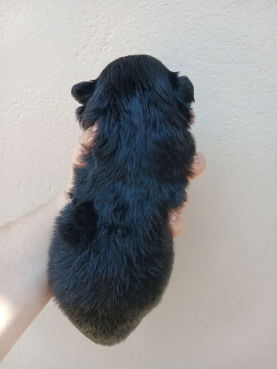 Shitzu puro - Foto 3