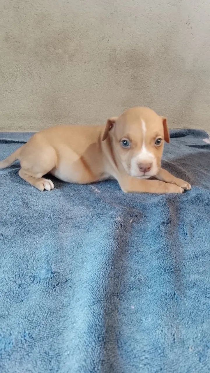 Vendo Filhotes De Pitbull - Foto 3