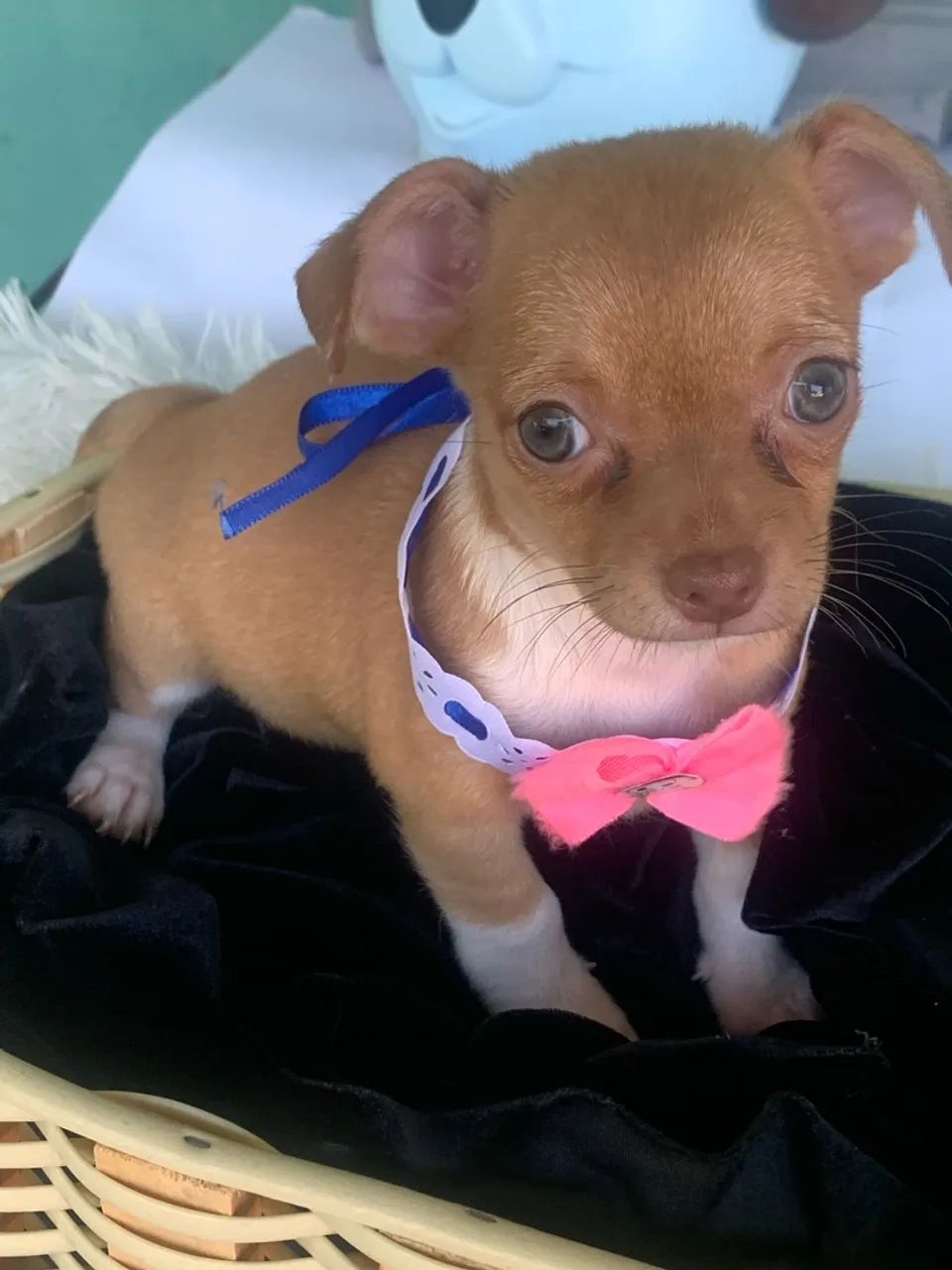 Chihuahua  - Foto 3