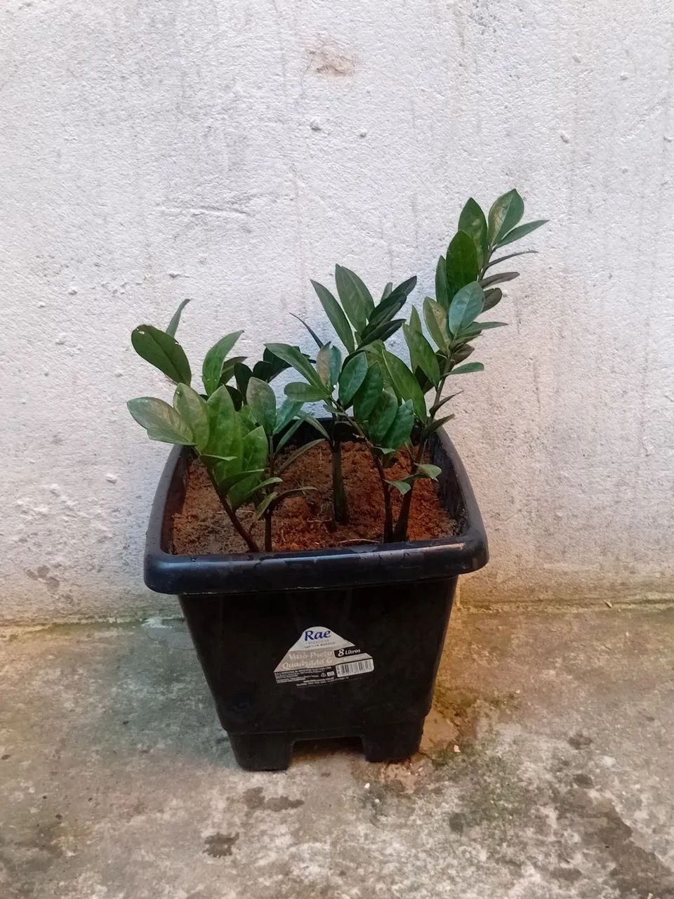 Vendo com vaso  - Foto 3