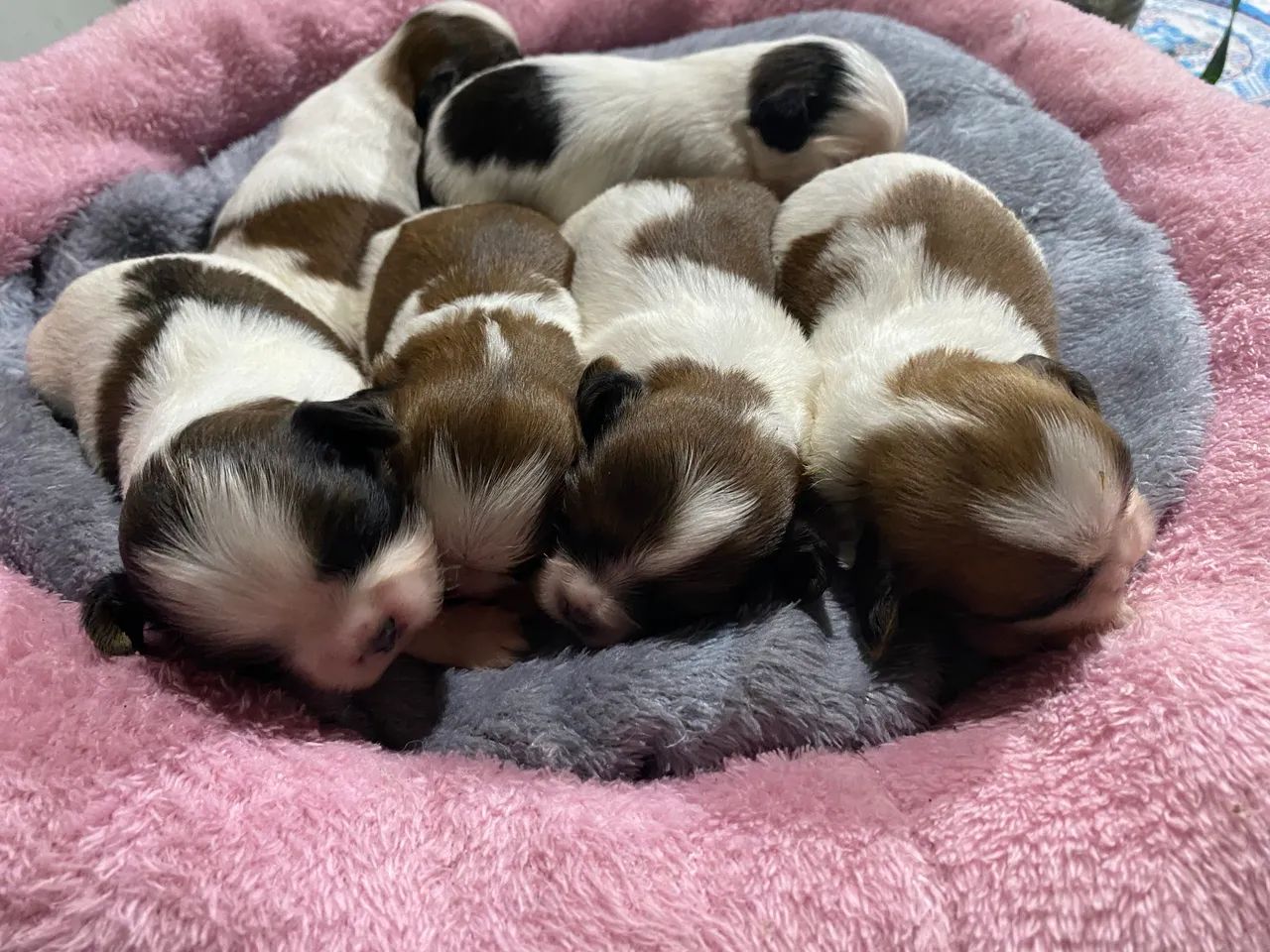 Shihtzu  - Foto 3