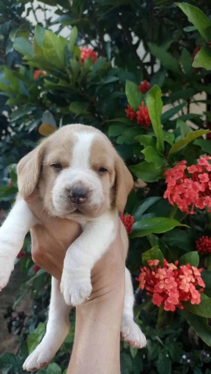 Beagles - Foto 3