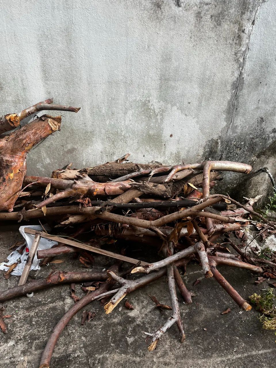 Lenha de árvore de goiaba  - Foto 3