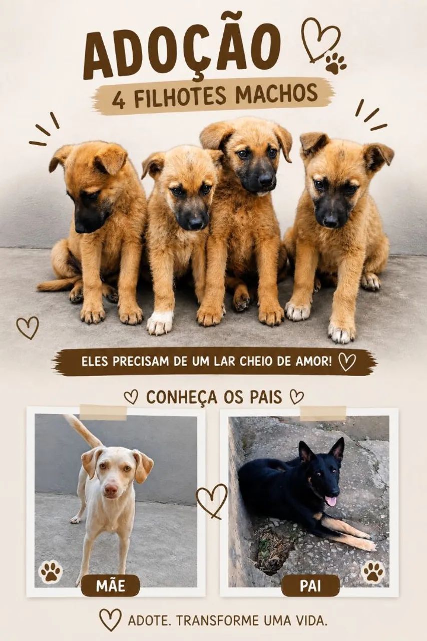 Doação responsável de filhotes