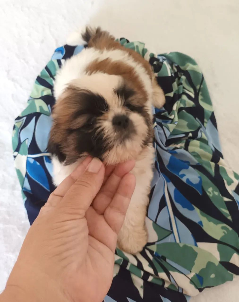 Cachorro shitzu  - Foto 2
