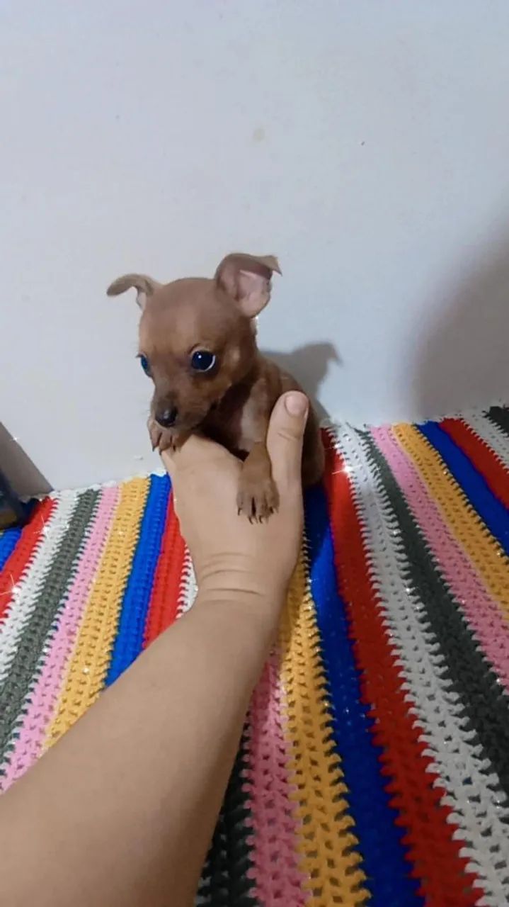 Pinscher zerinho macho 