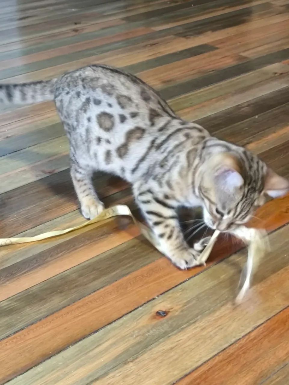 Gato bengal com pedigree  - Foto 2