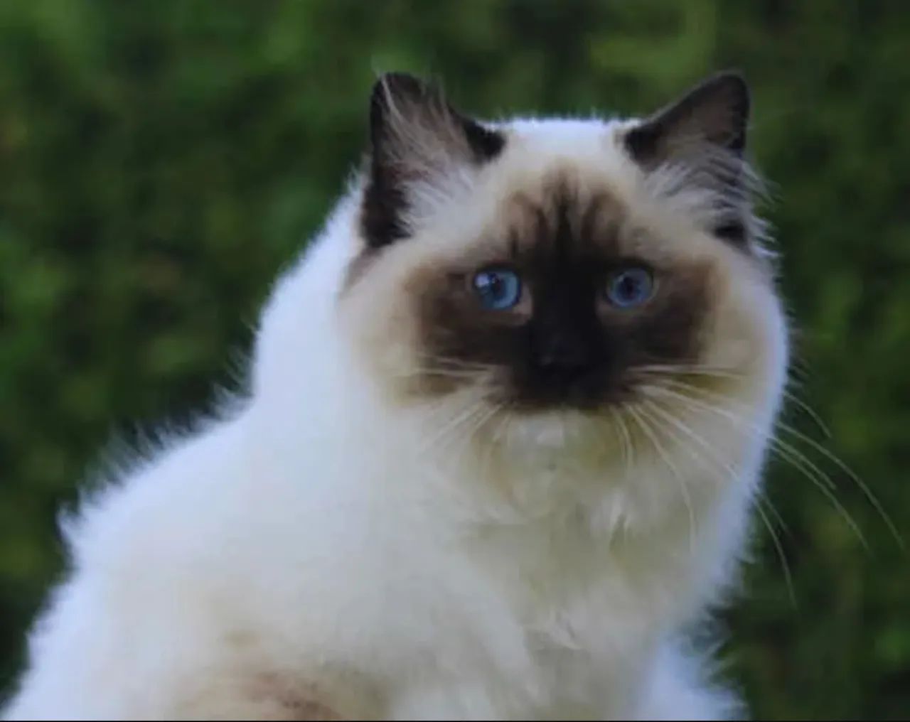 Filhote Gato Ragdoll e Siberian  - Foto 3
