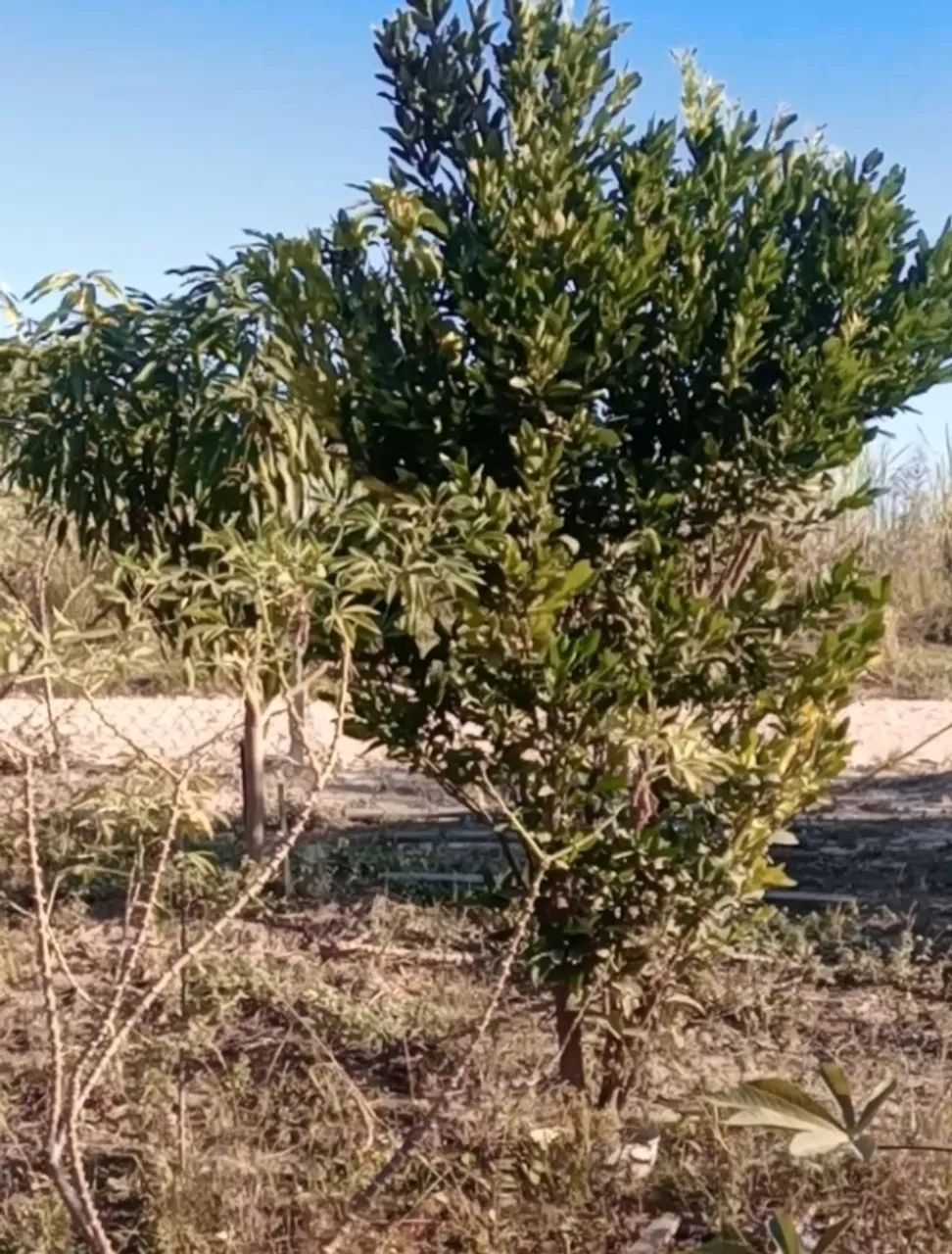 Terreno de Chácara  - Foto 2