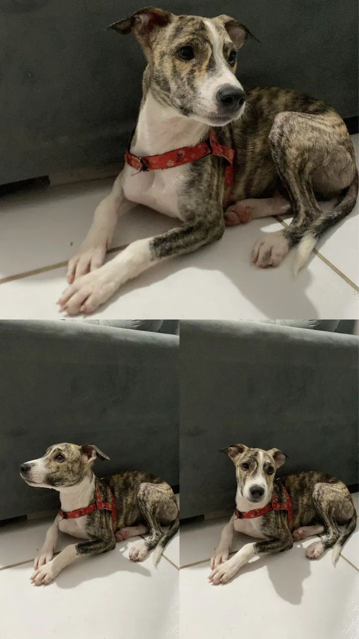 Cadela filhote - Foto 3