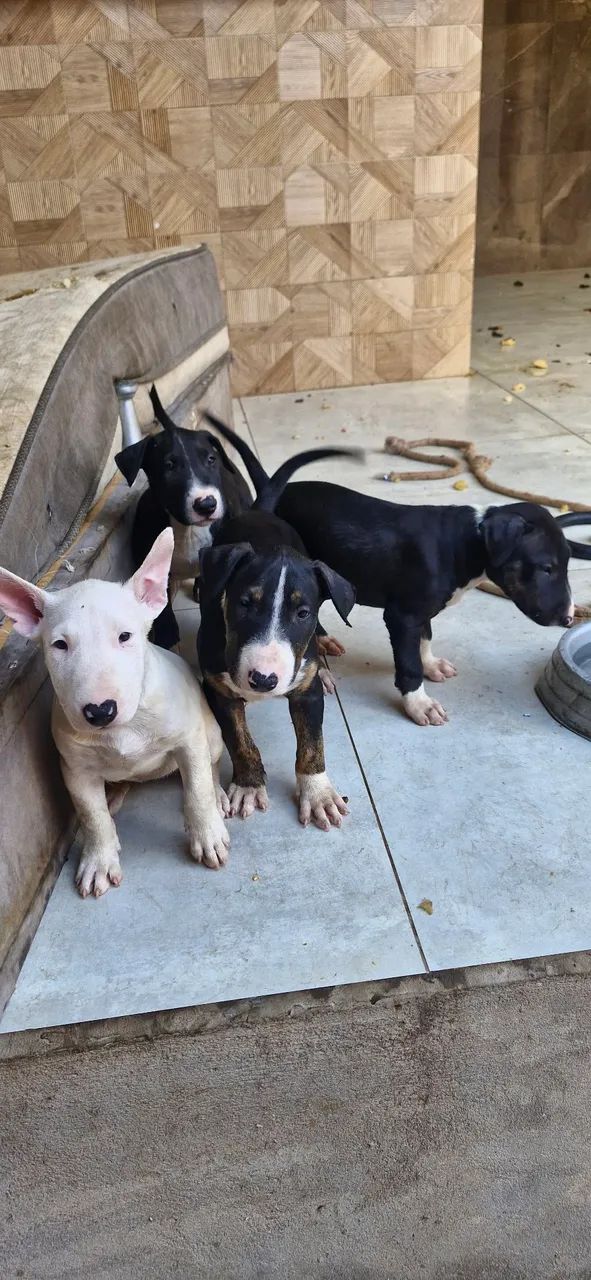 Filhote de bull terrier  - Foto 5