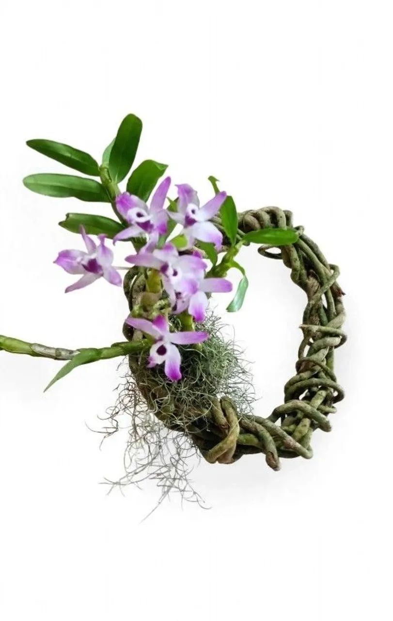 Esferas d cipó com orquídeas  - Foto 3
