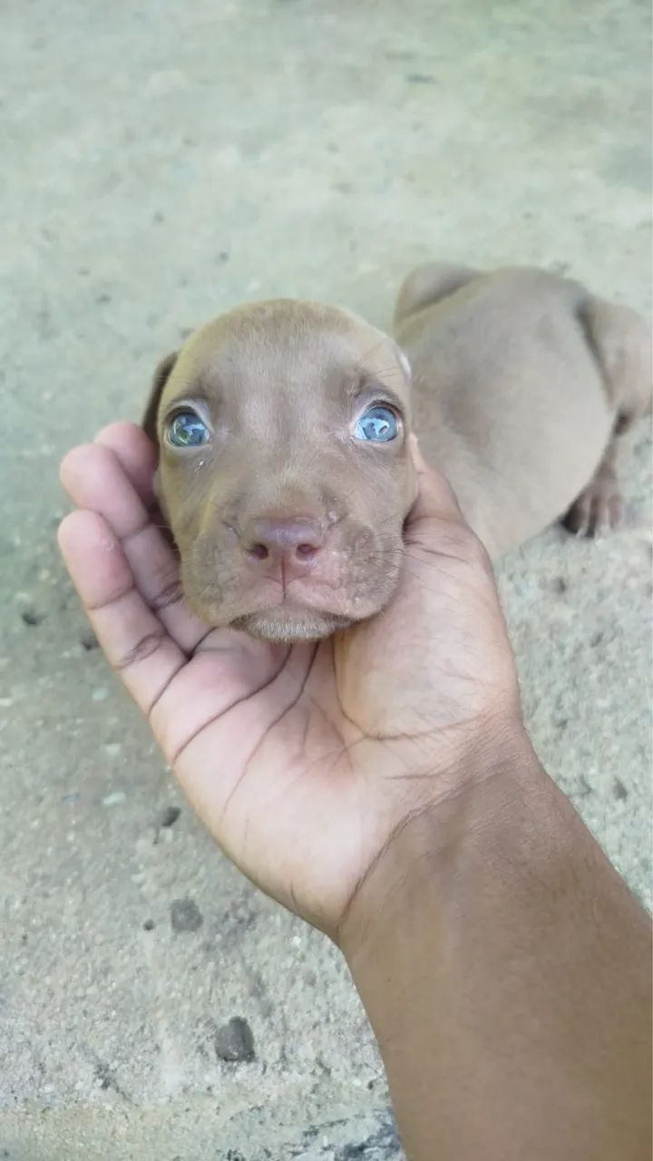 Pitmonster Filhote 