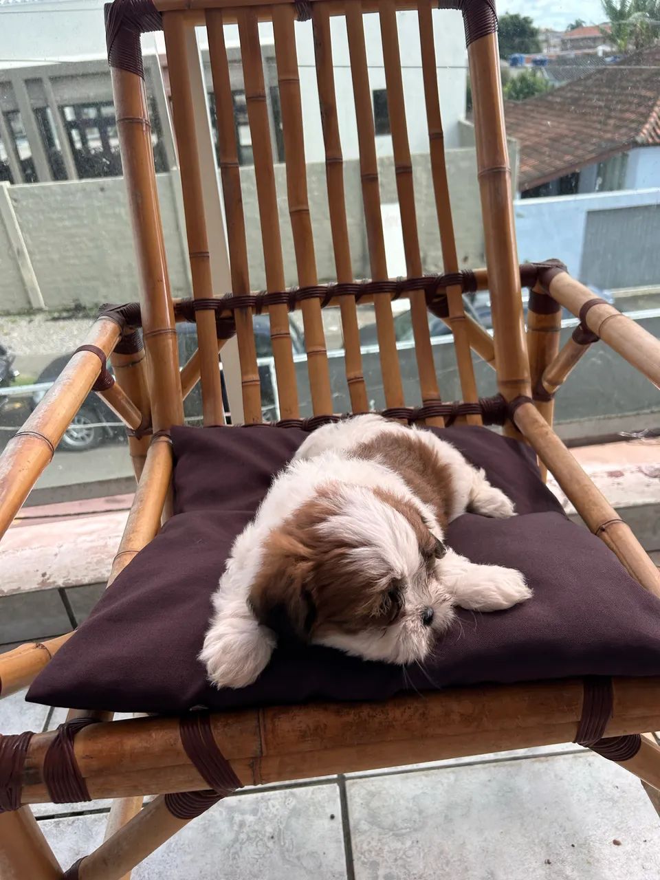 Filhote lhasa apso            890,00