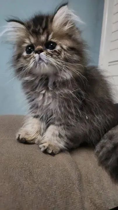 Persa Fêmeas Tricolor Lindas  - Foto 2