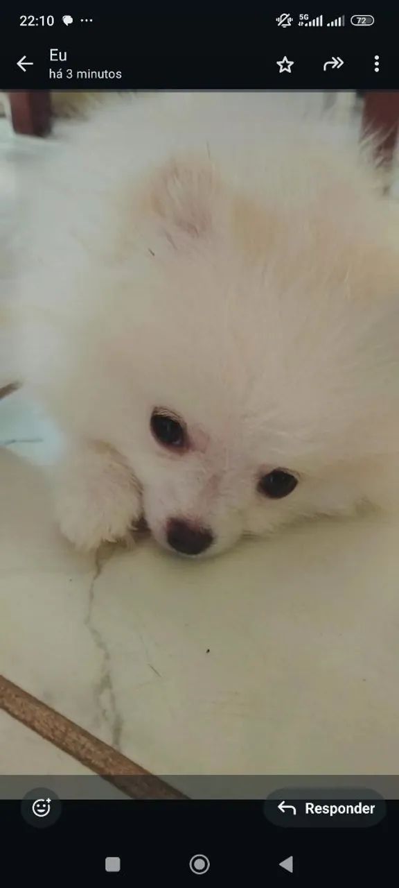 Spitz Alemão Macho  - Foto 3