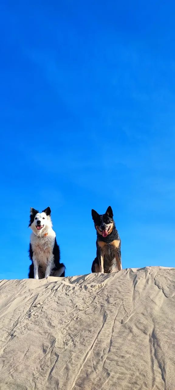 Adestramento e mentoria canina - Foto 3