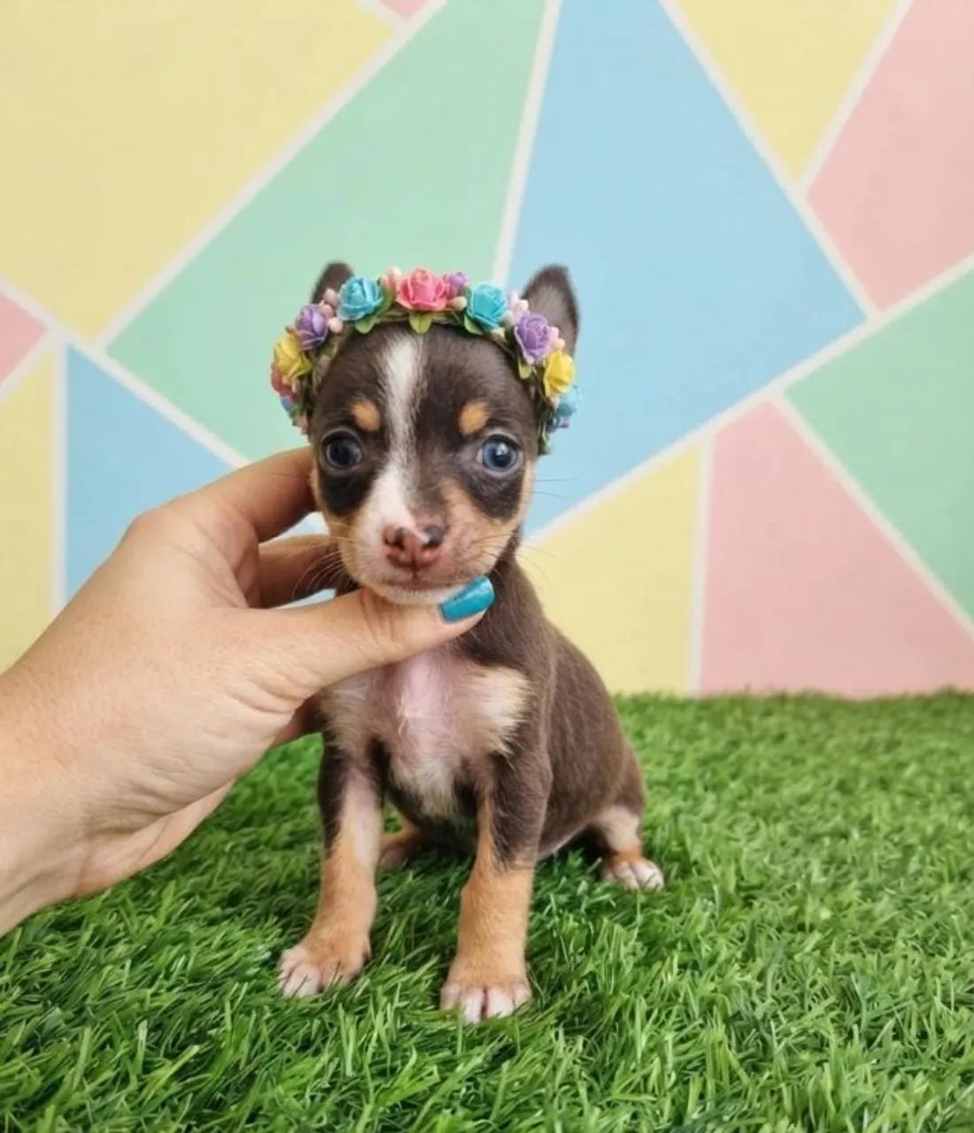 Pinscher linda esperando você