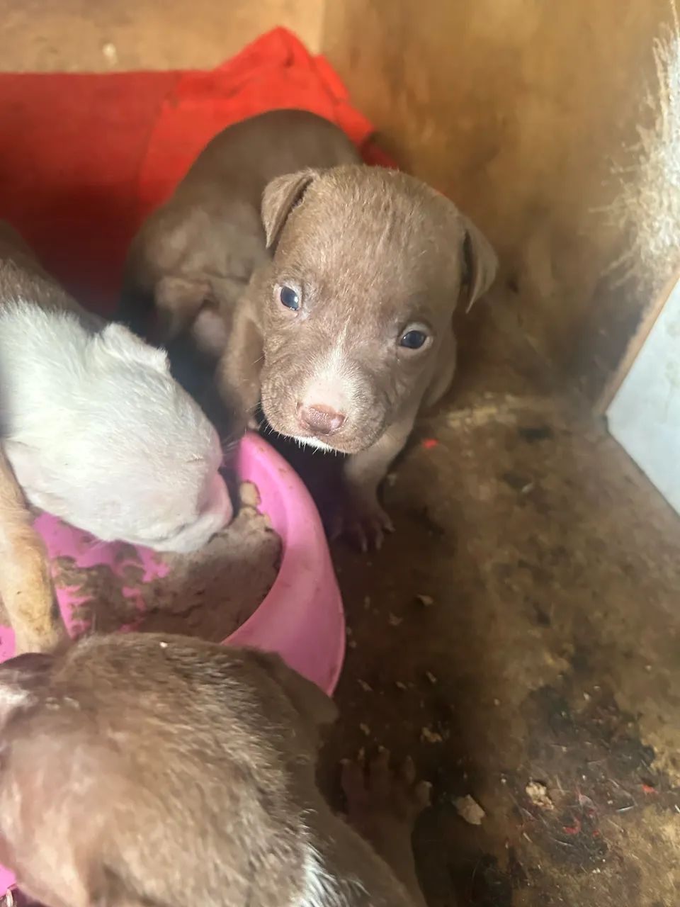 Pitbull 