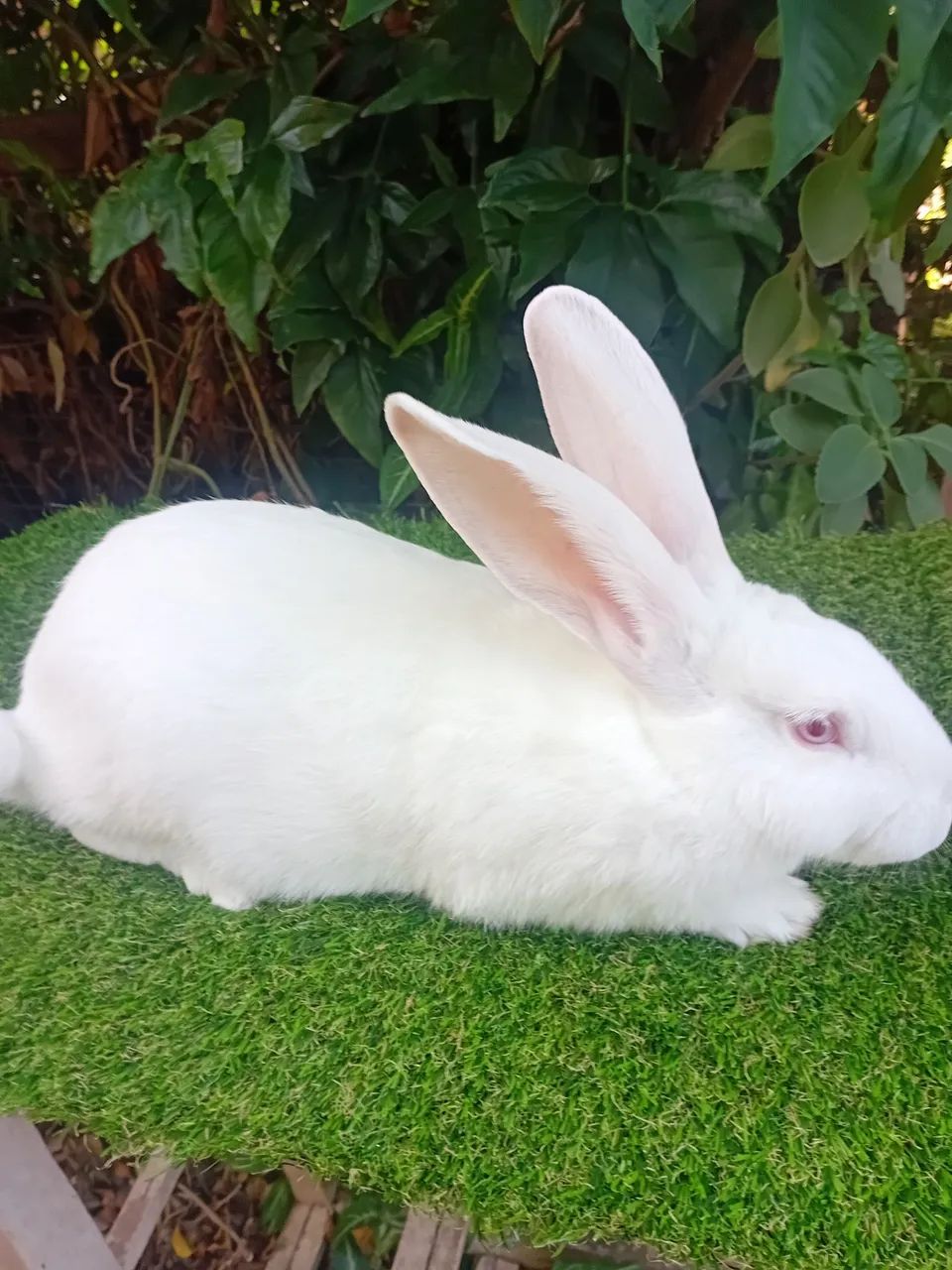 Coelhos Gigantes!! - Foto 4