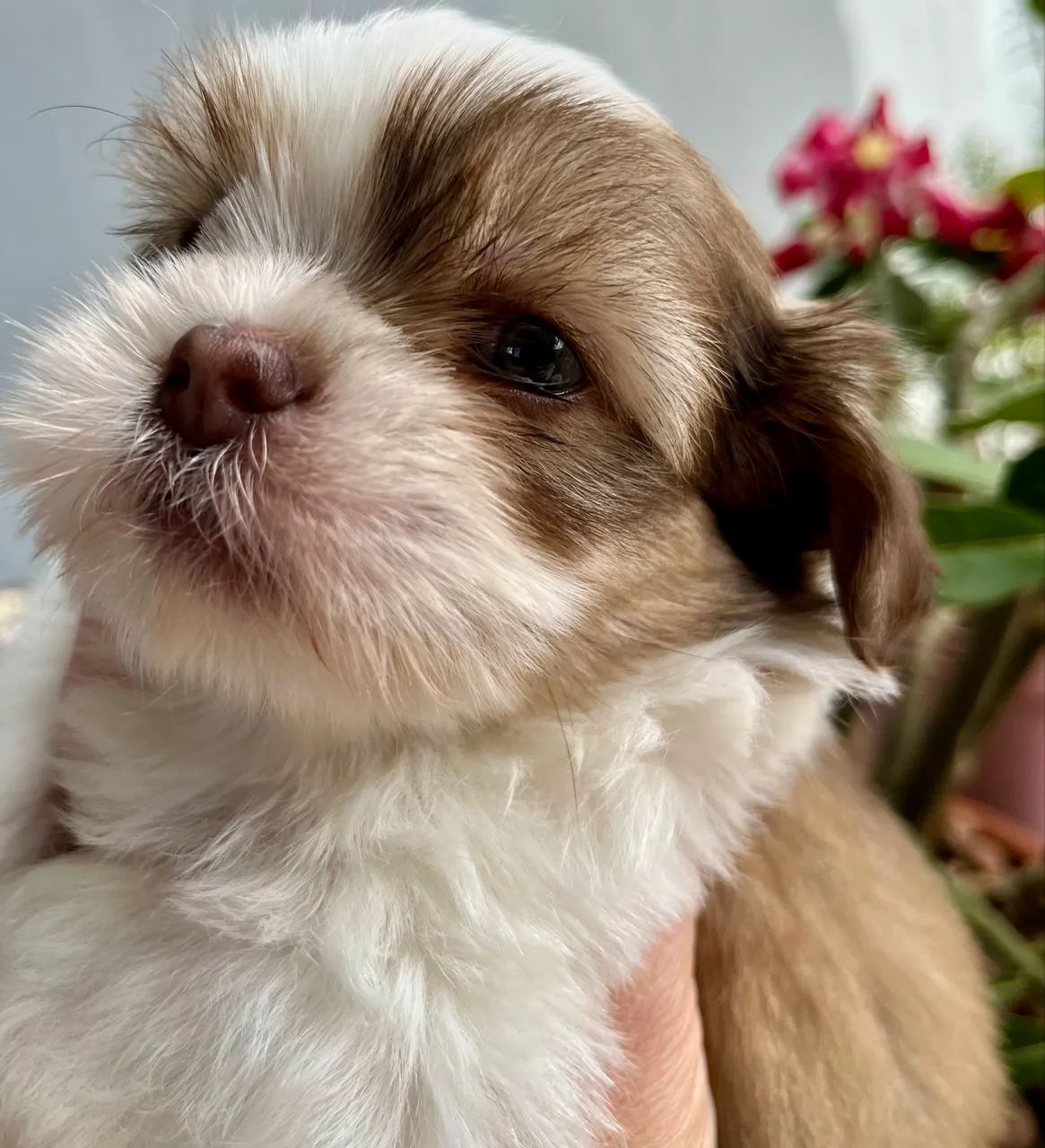 Shih Tzu - Foto 2