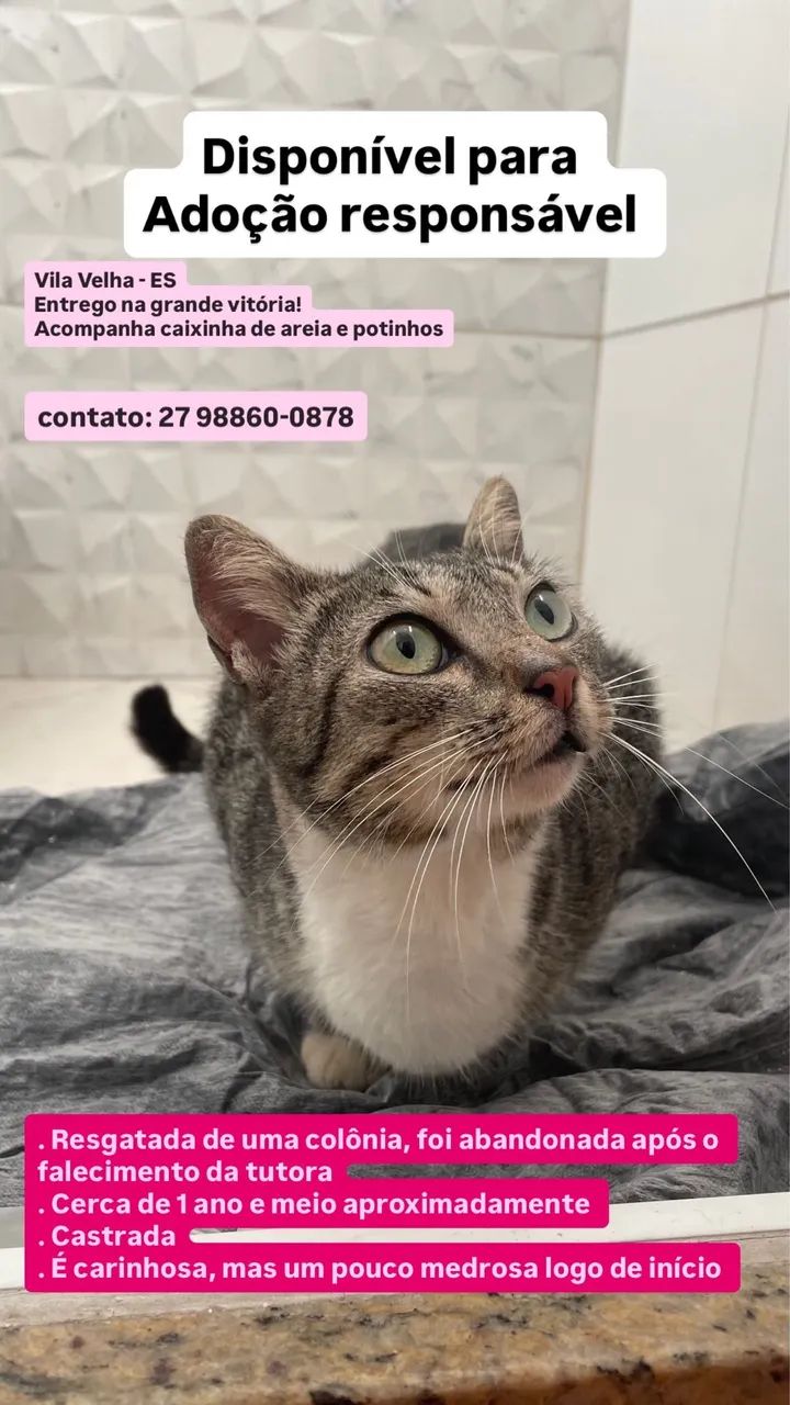 Gata castrada - adoção responsável 