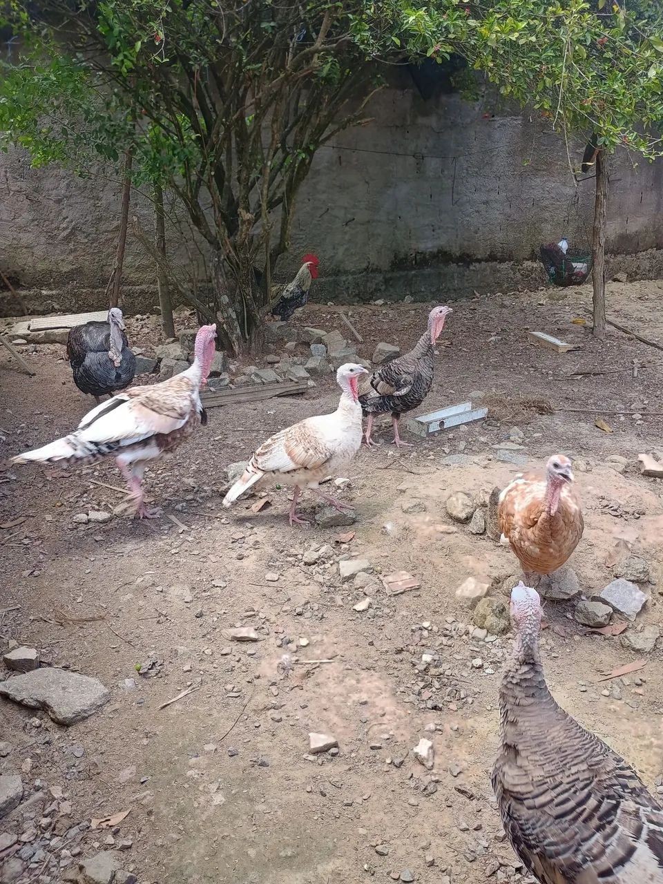 Casal de peru  - Foto 4