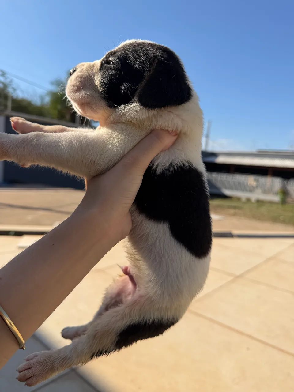 Dogue alemão  - Foto 3