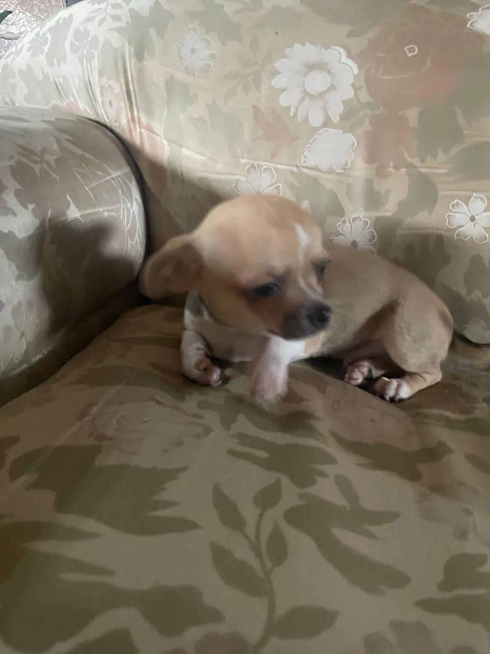 Filhote de chihuahua - Foto 2