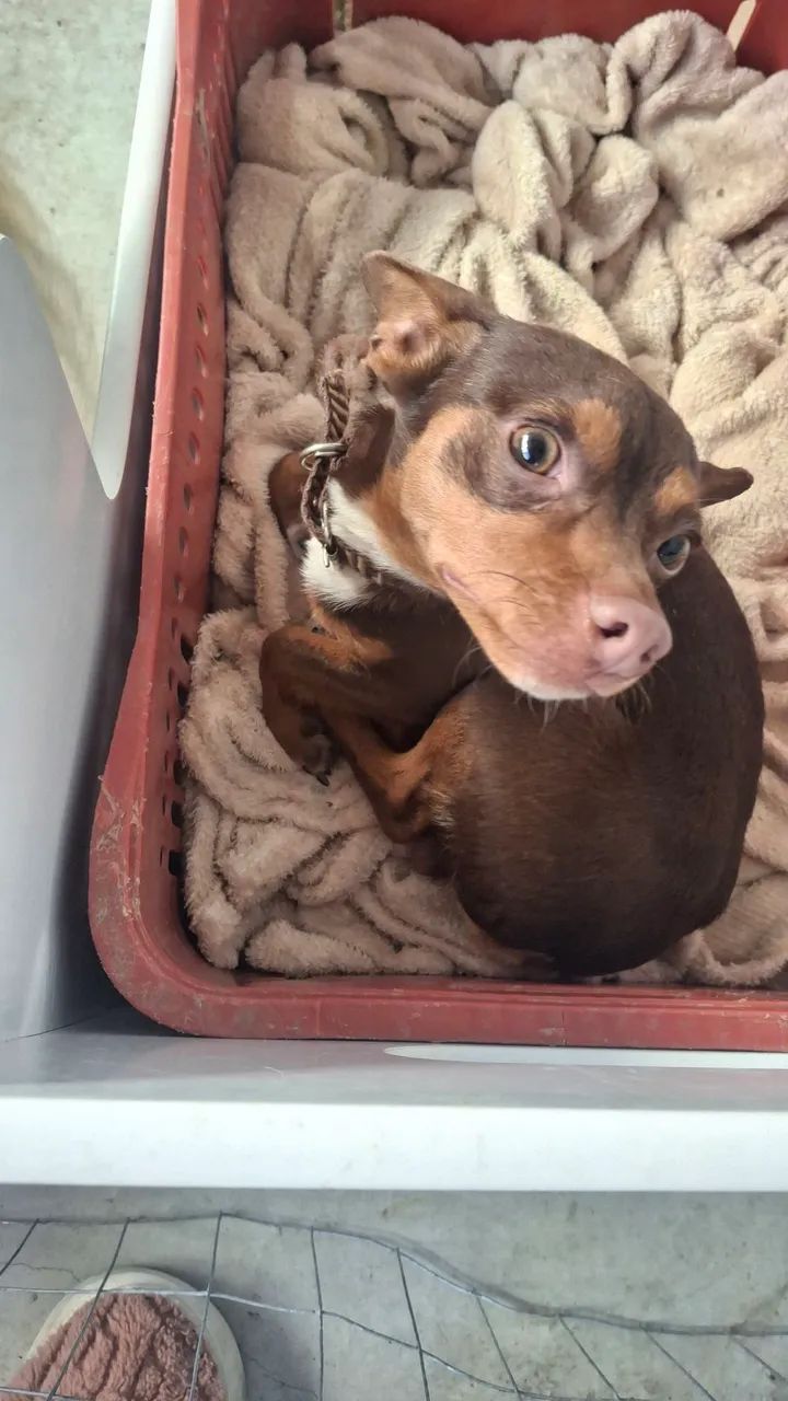 Pincher macho 1 ano - Foto 3