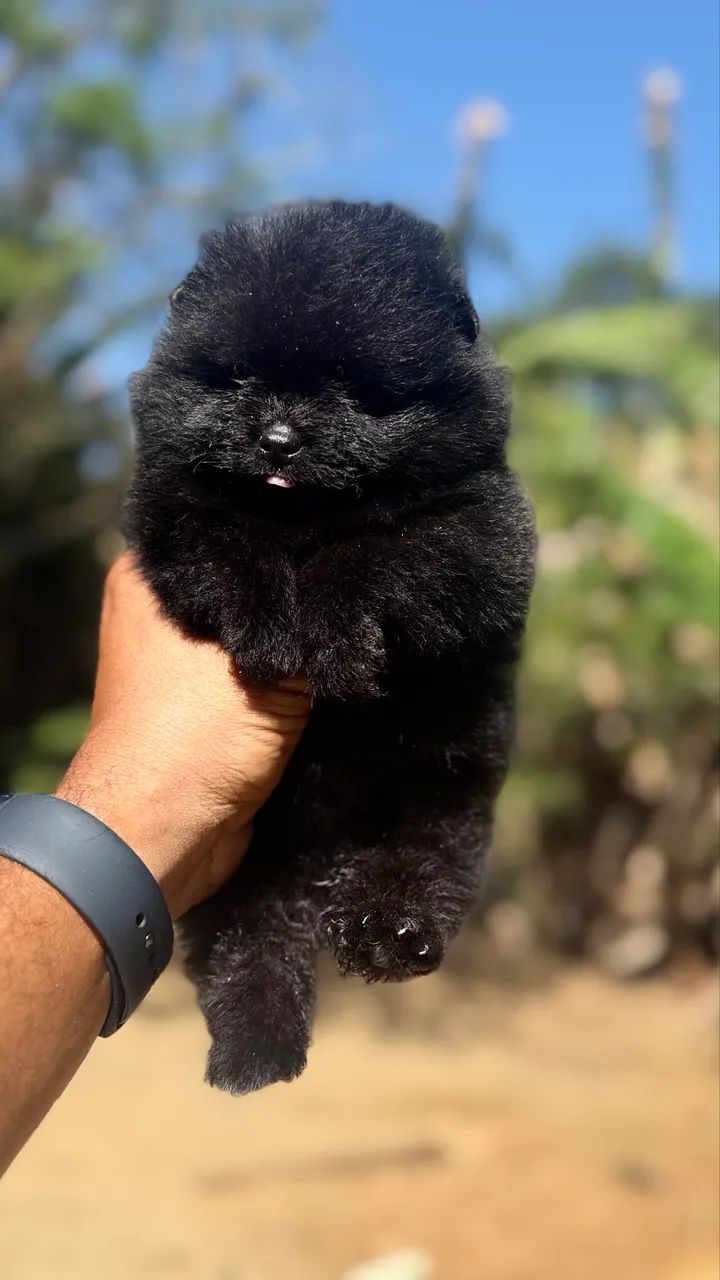 SPITZ ALEMÃO MACHINHO  - Foto 3