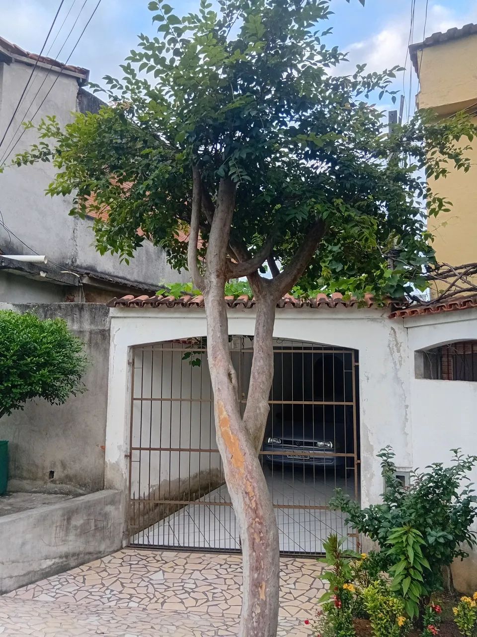 Jabuticaba sabara  - Foto 3