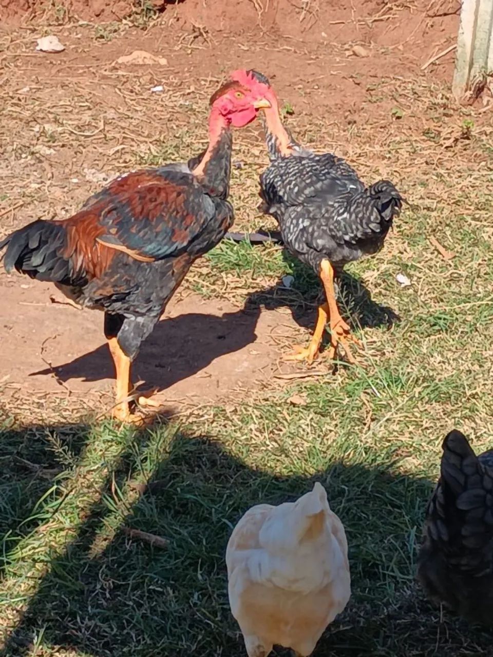 Frangos 