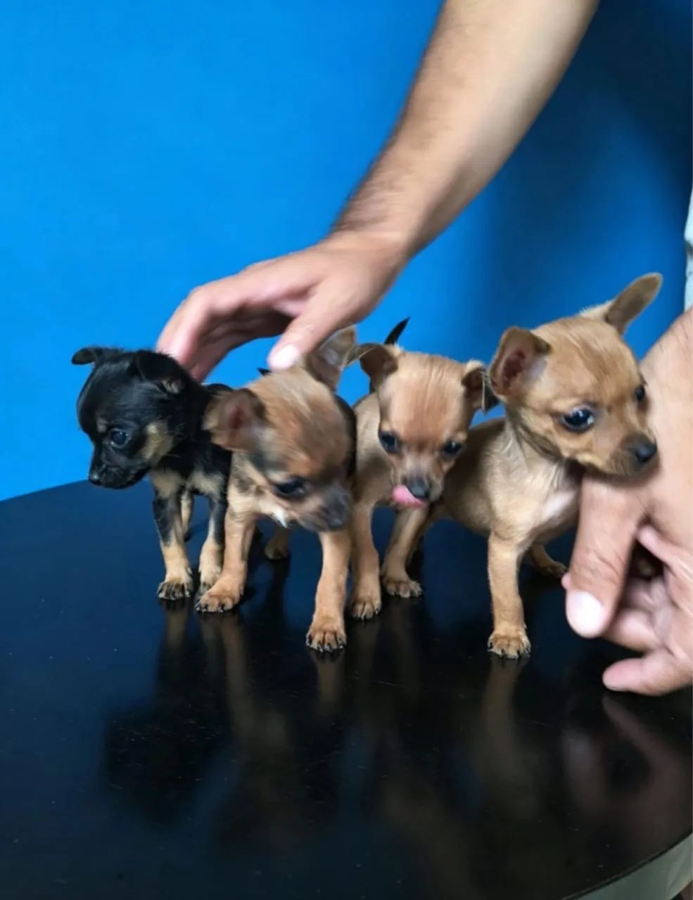 Pinscher 