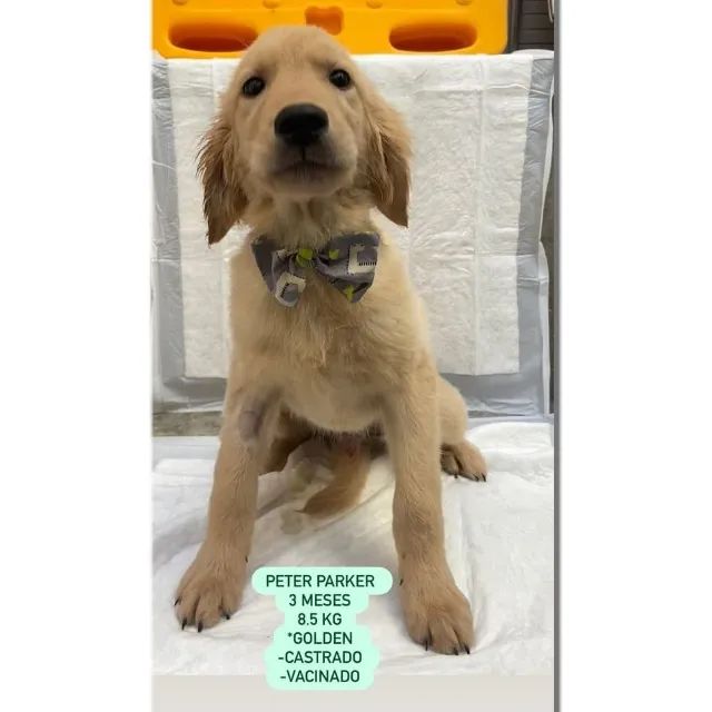Golden para adoção - Foto 3